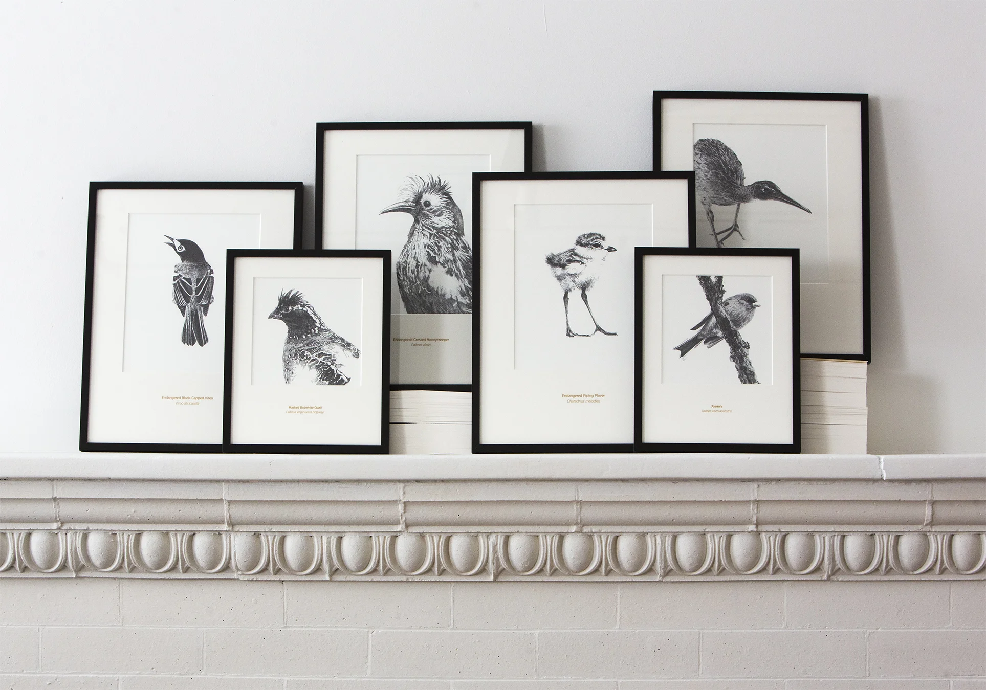 Piping Plover - 11x14" Matted Art Print - Rally Caller - Sarah Kaizar - Endangered Species Art