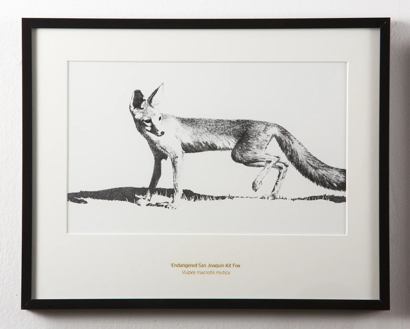 San Joaquin Kit Fox - 11x14" Matted Art Print - Rally Caller - Sarah Kaizar - Endangered Species Art