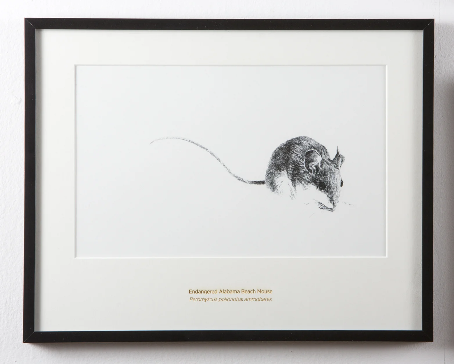 Alabama Beach Mouse - 11x14" Matted Art Print - Rally Caller - Sarah Kaizar - Endangered Species Art