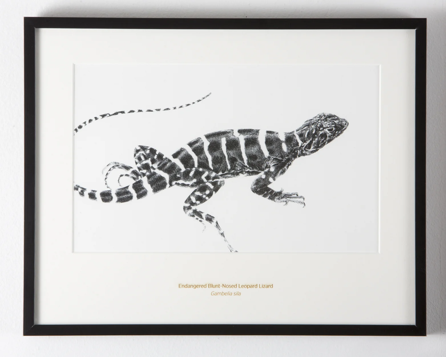 Blunt-Nosed Leopard Lizard - 11x14" Matted Art Print - Rally Caller - Sarah Kaizar - Endangered Species Art