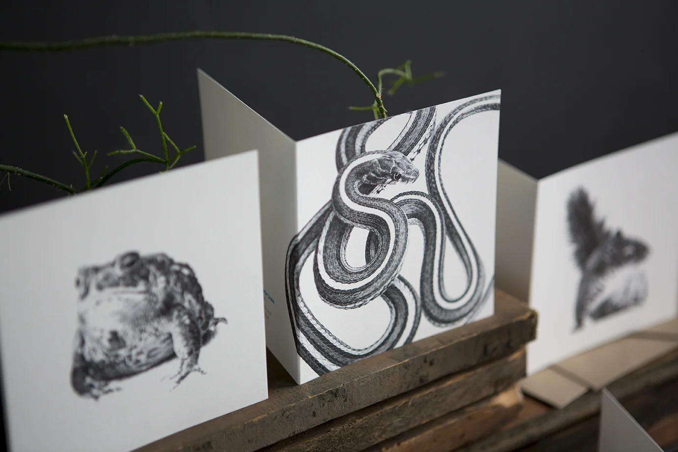 San Francisco Garter Snake - Square Blank Card - Rally Caller - Sarah Kaizar - Endangered Species Art