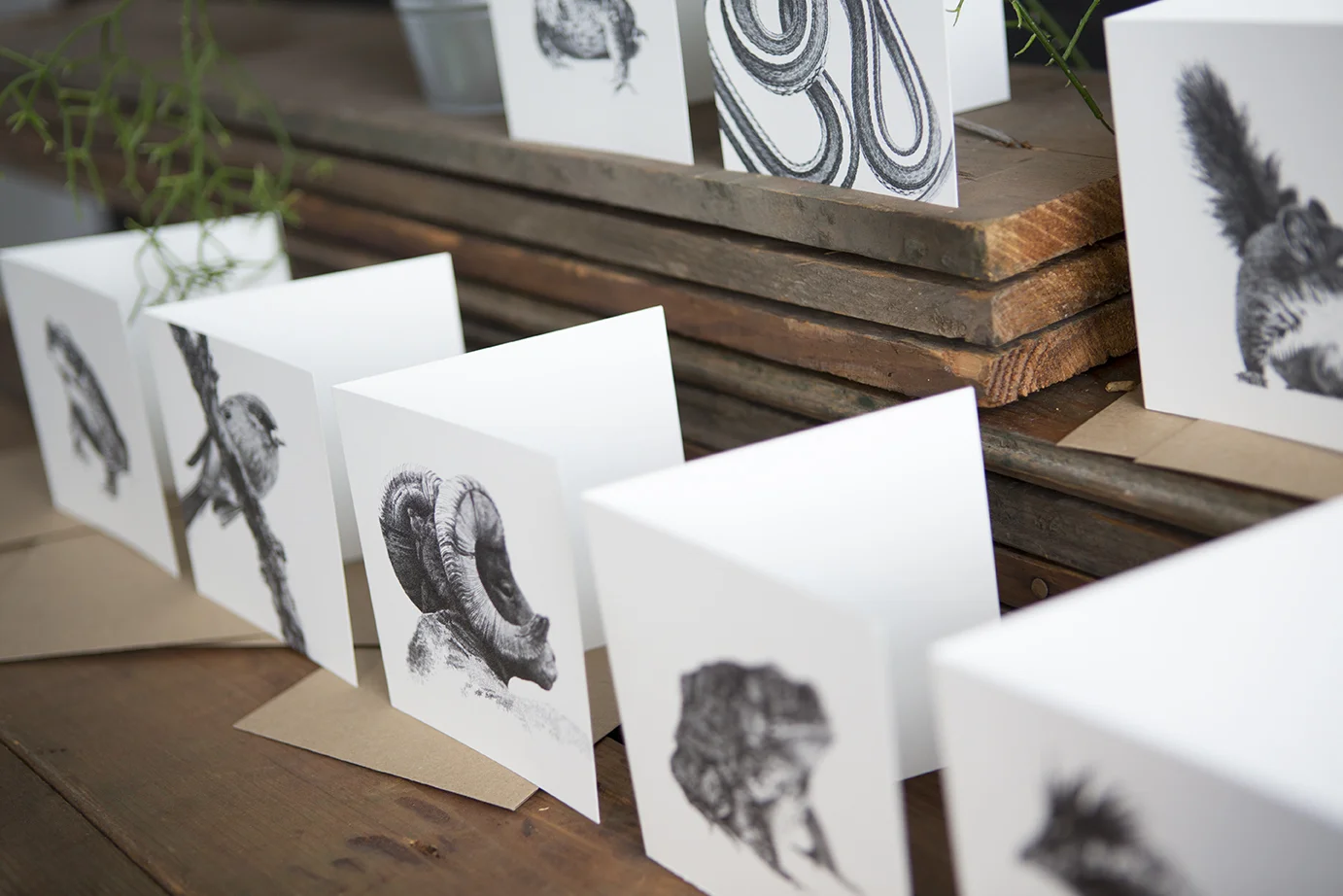 Peninsular Bighorn Sheep - Square Blank Card - Rally Caller - Sarah Kaizar - Endangered Species Art