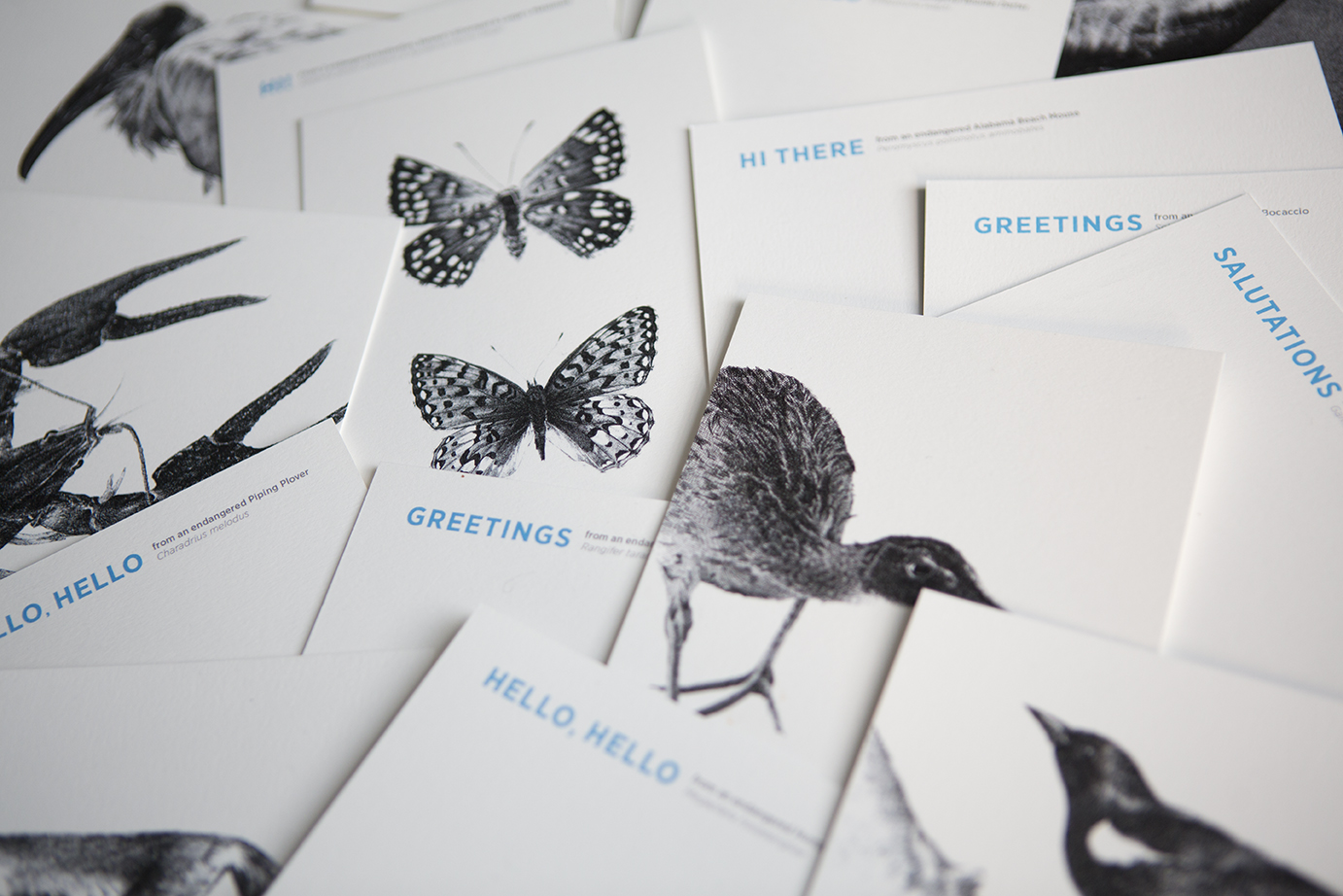 2 Butterflies - Flat Card - Rally Caller - Sarah Kaizar - Endangered Species Art