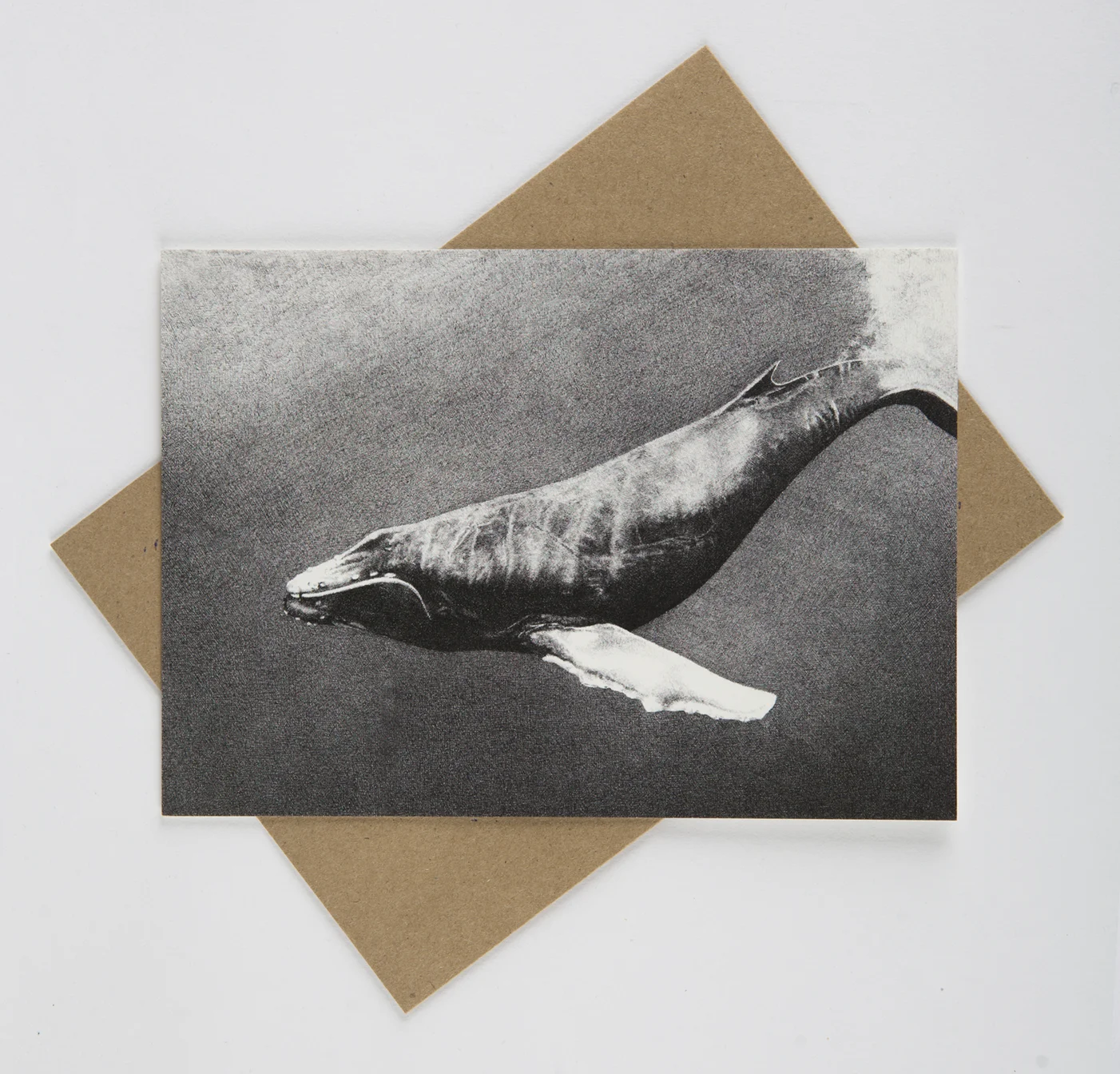 Humpback Whale - Flat Card - Rally Caller - Sarah Kaizar - Endangered Species Art