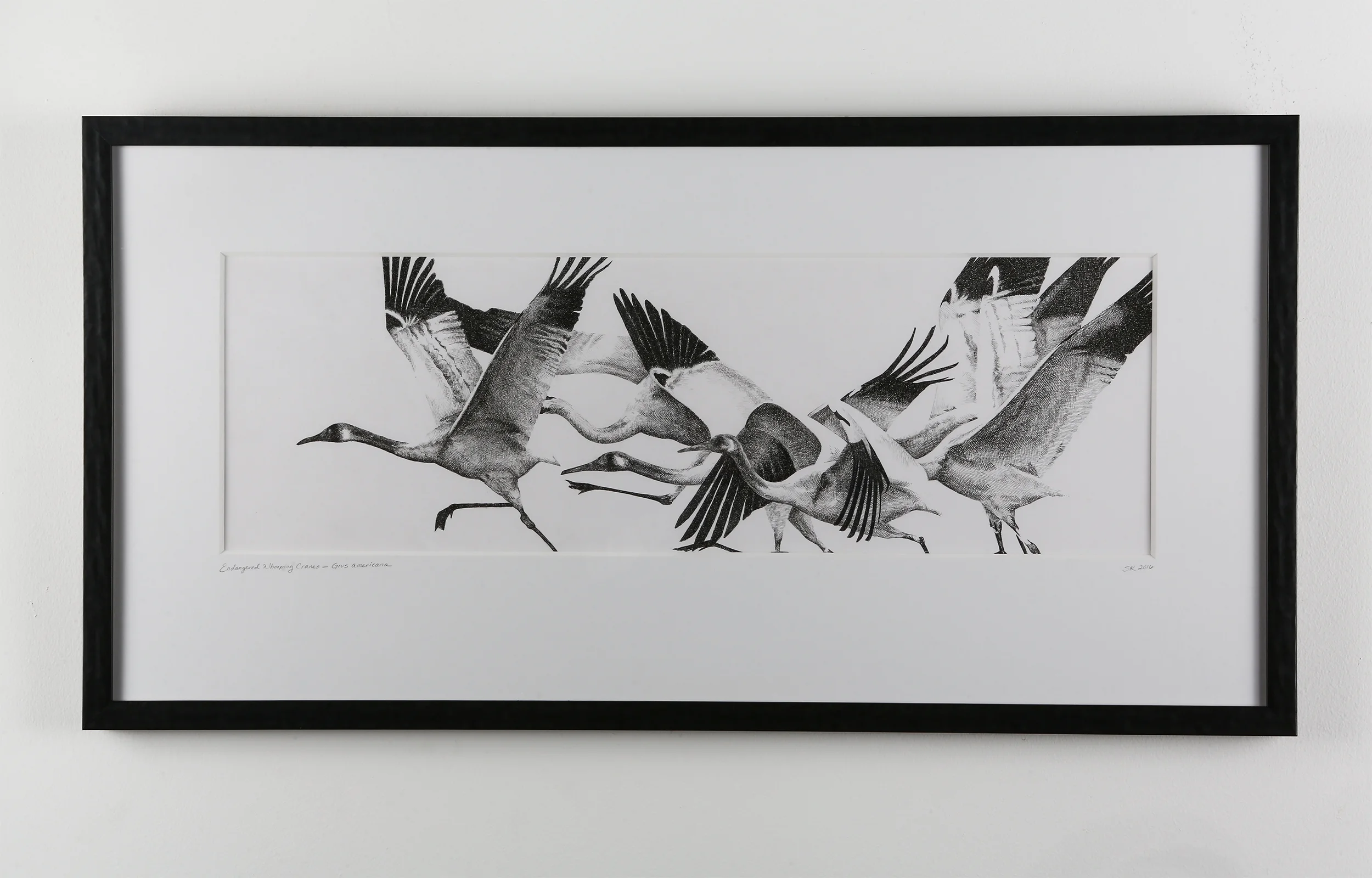 Whooping Cranes - Original Pen & Ink Drawing - Rally Caller - Sarah Kaizar - Endangered Species Art