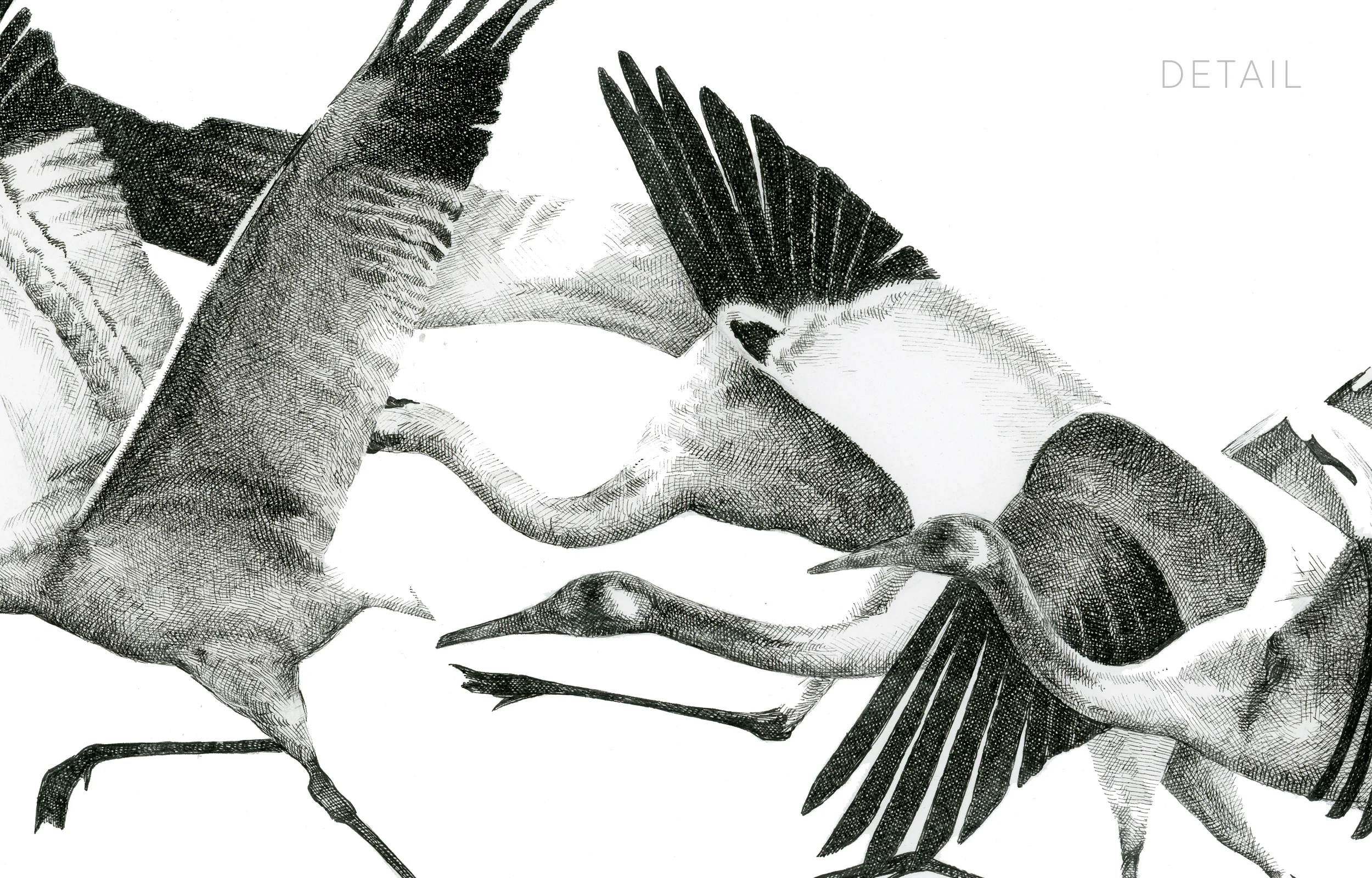 Whooping Cranes - Original Pen & Ink Drawing - Rally Caller - Sarah Kaizar - Endangered Species Art