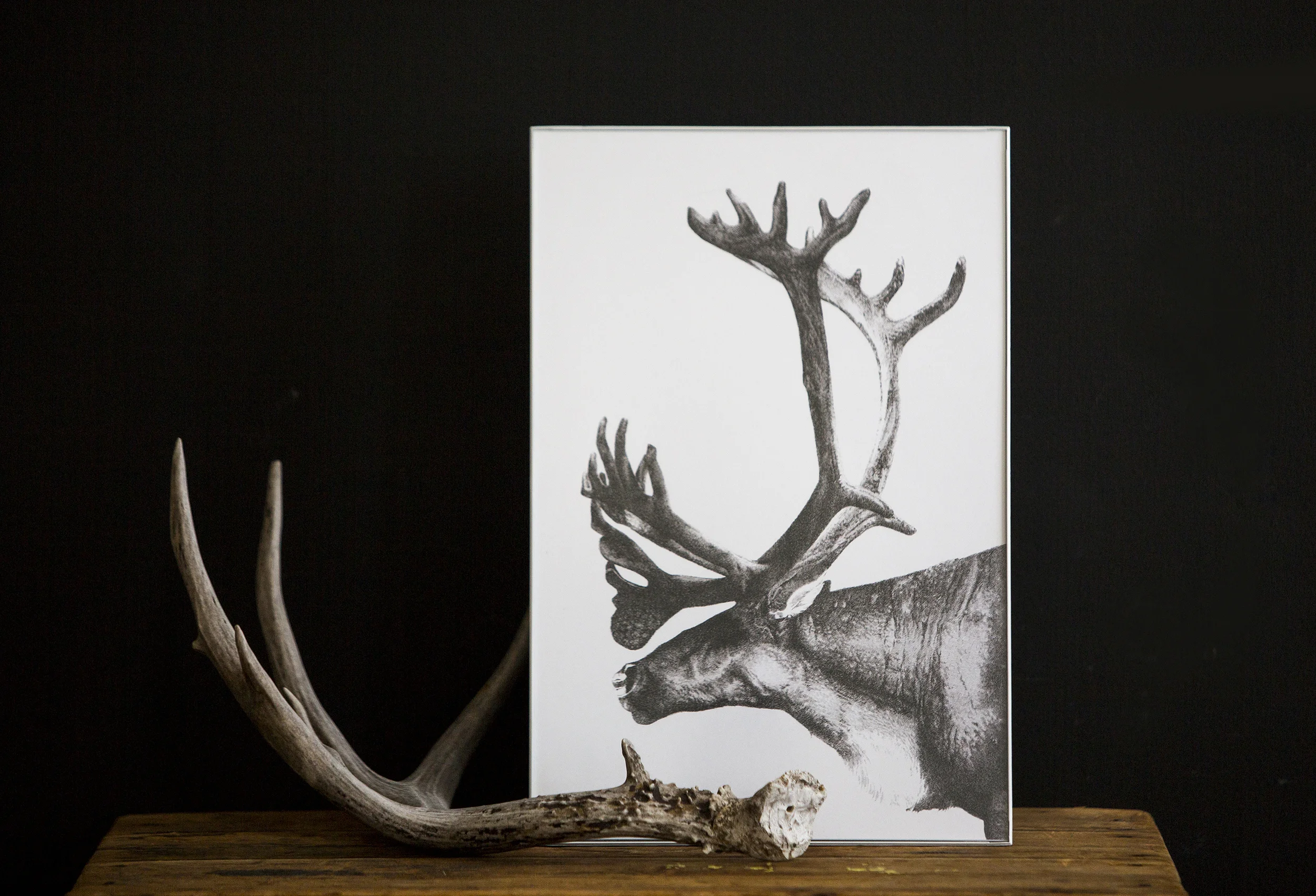 caribou_listing.jpg