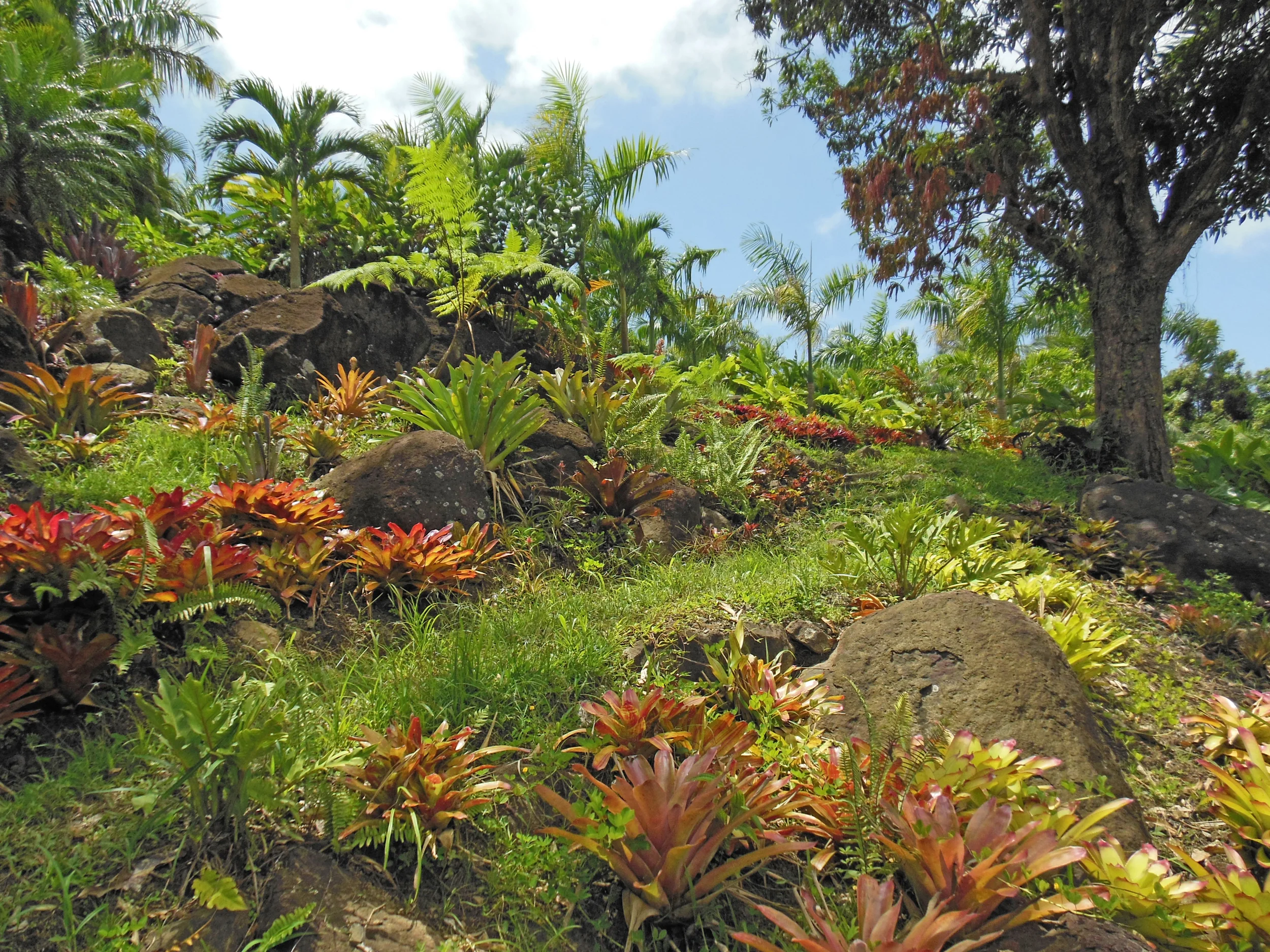The tropical garden.