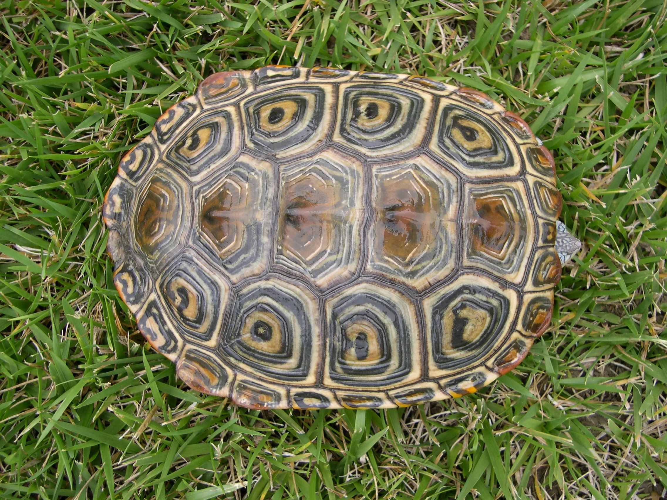 terrapin3.JPG