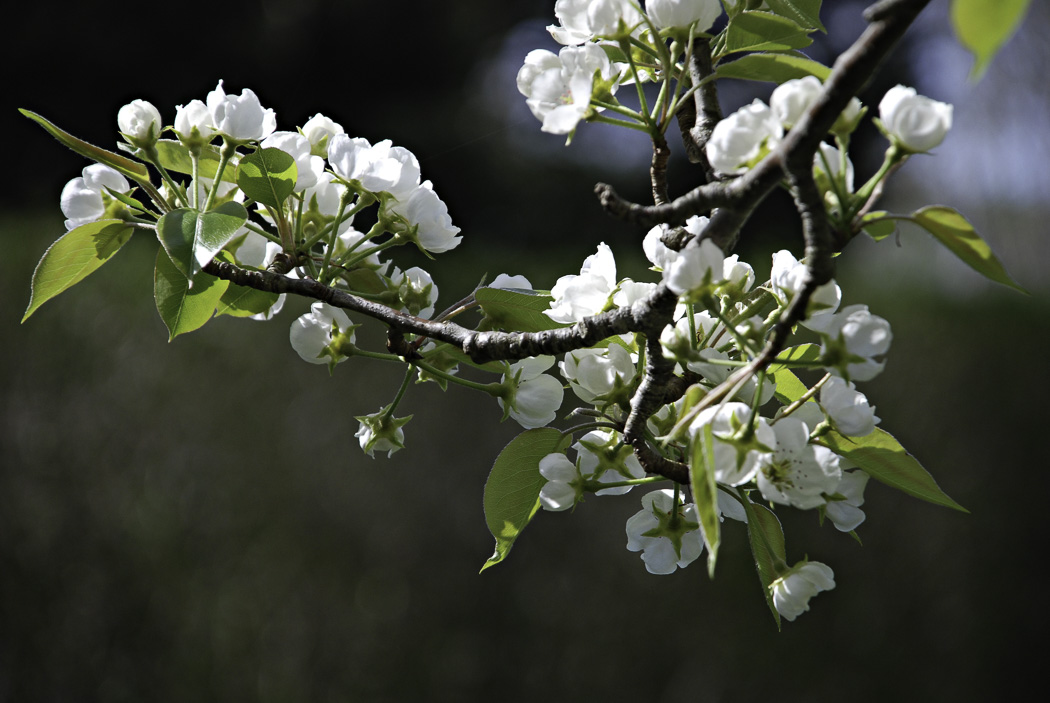 20070506-DSC_0060.jpg