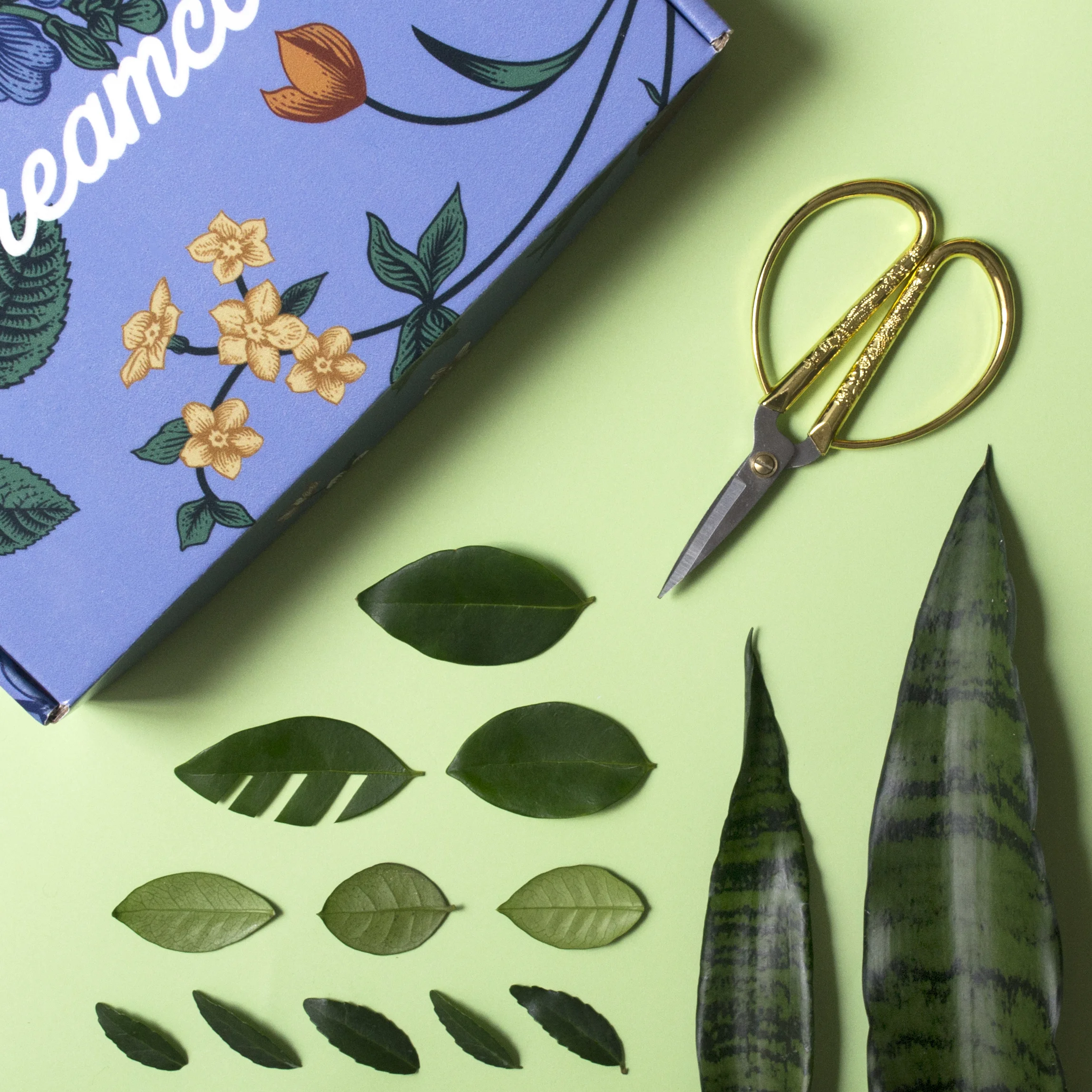 dreamcoat-green.jpg