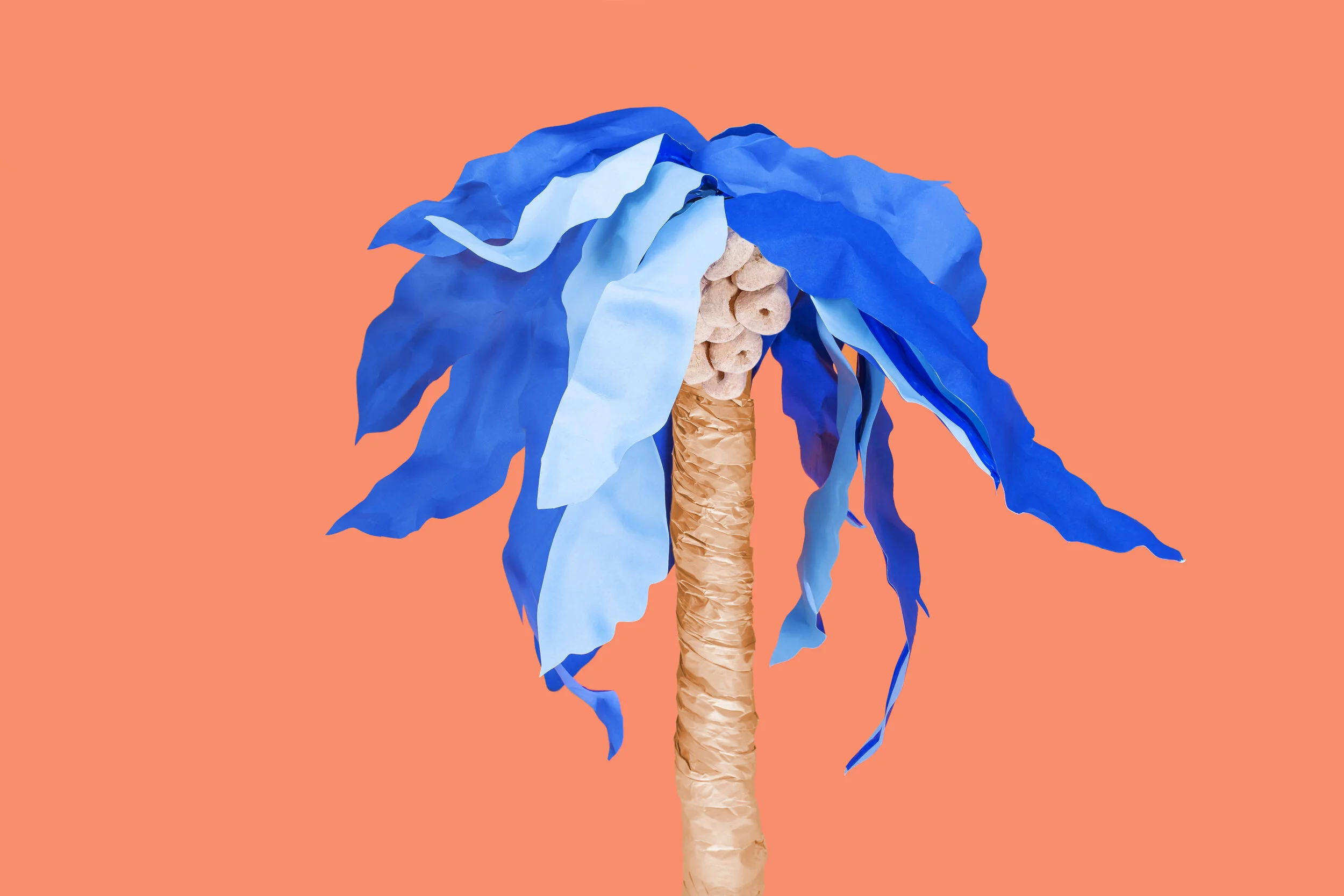 krimpet koast-01.jpg