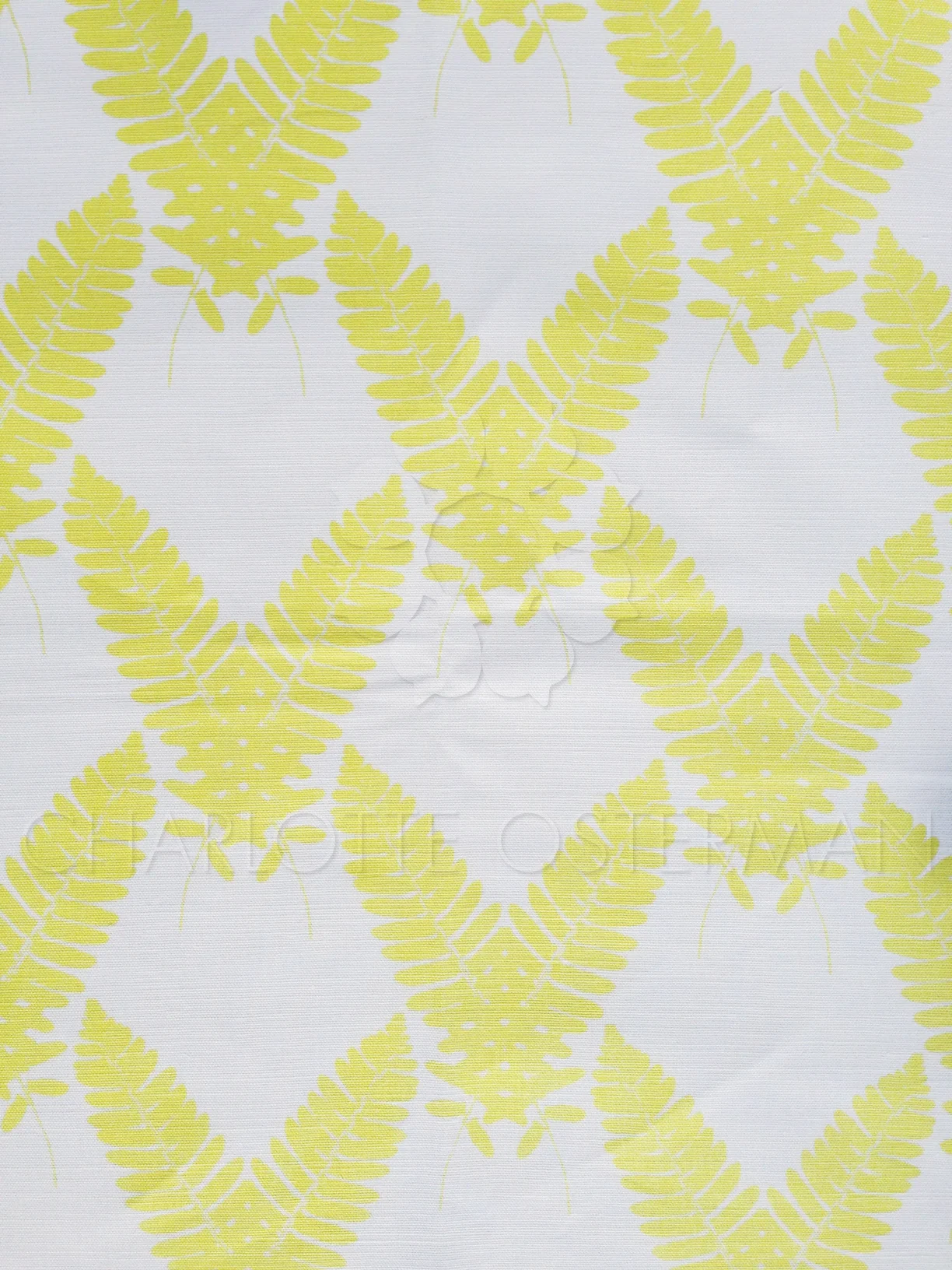 WINGED FERN