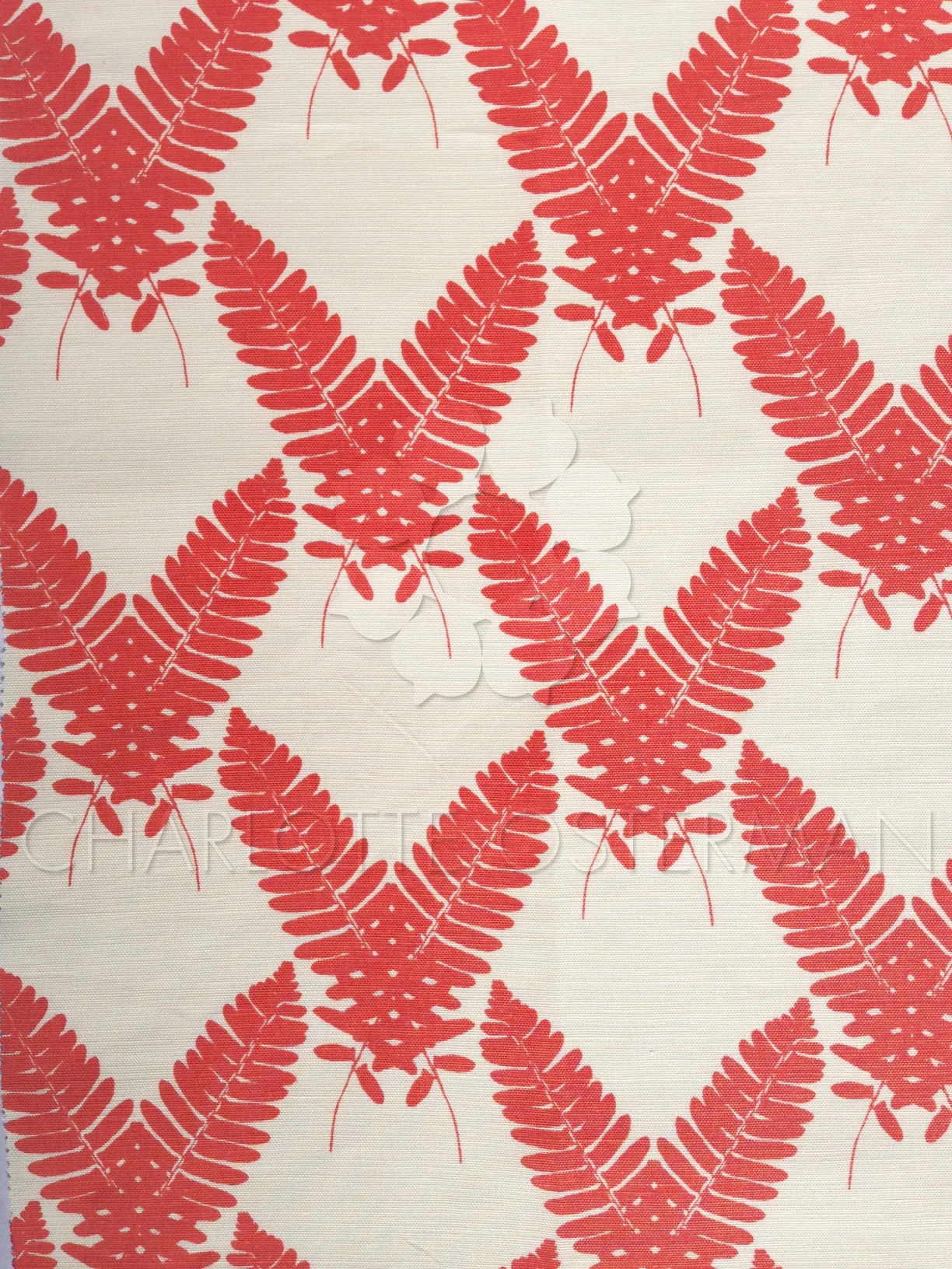 WINGED FERN