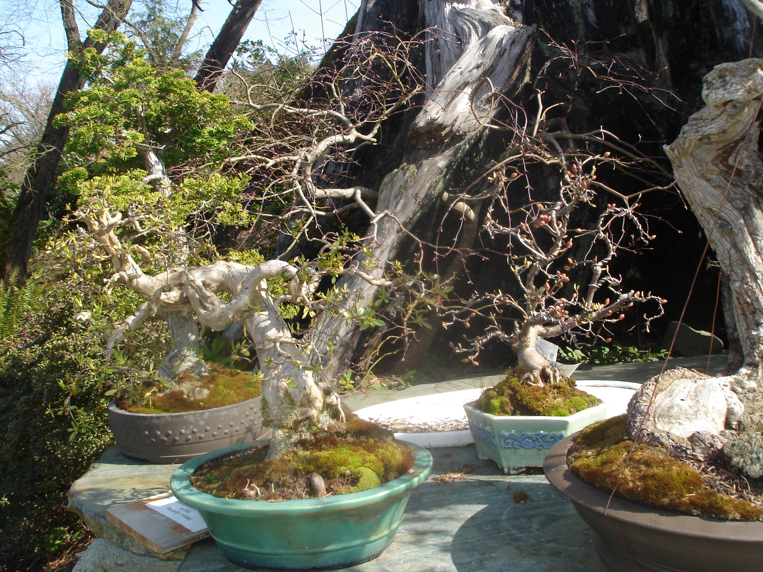 Bonsai 1