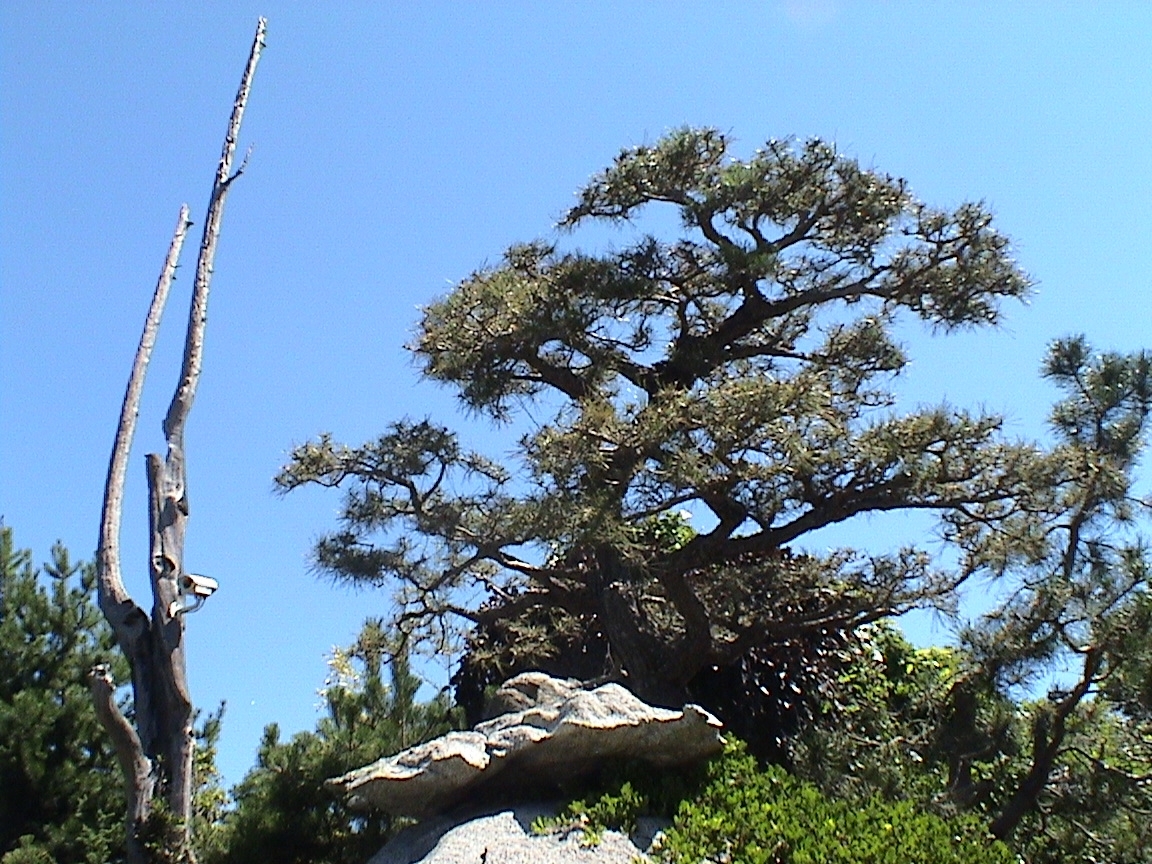 Sample Museum Tree 3
