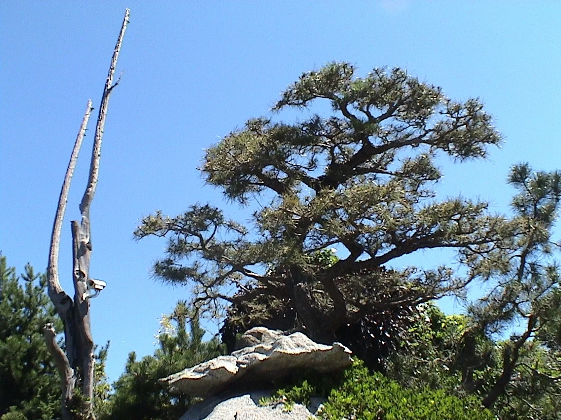 Sample Museum Tree 3