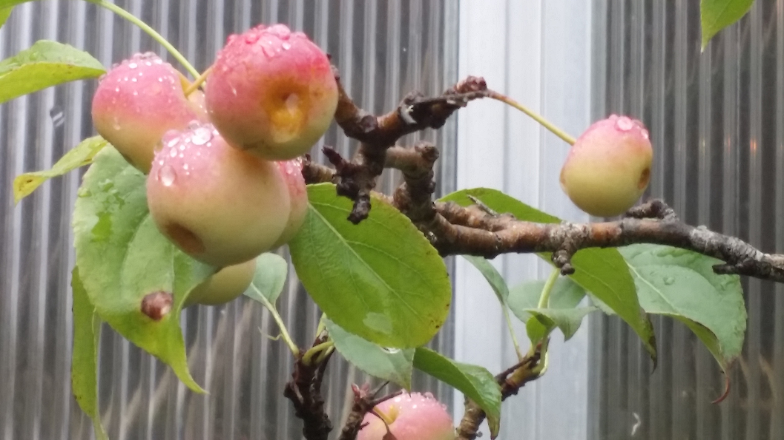 Bonsai Apple Tree