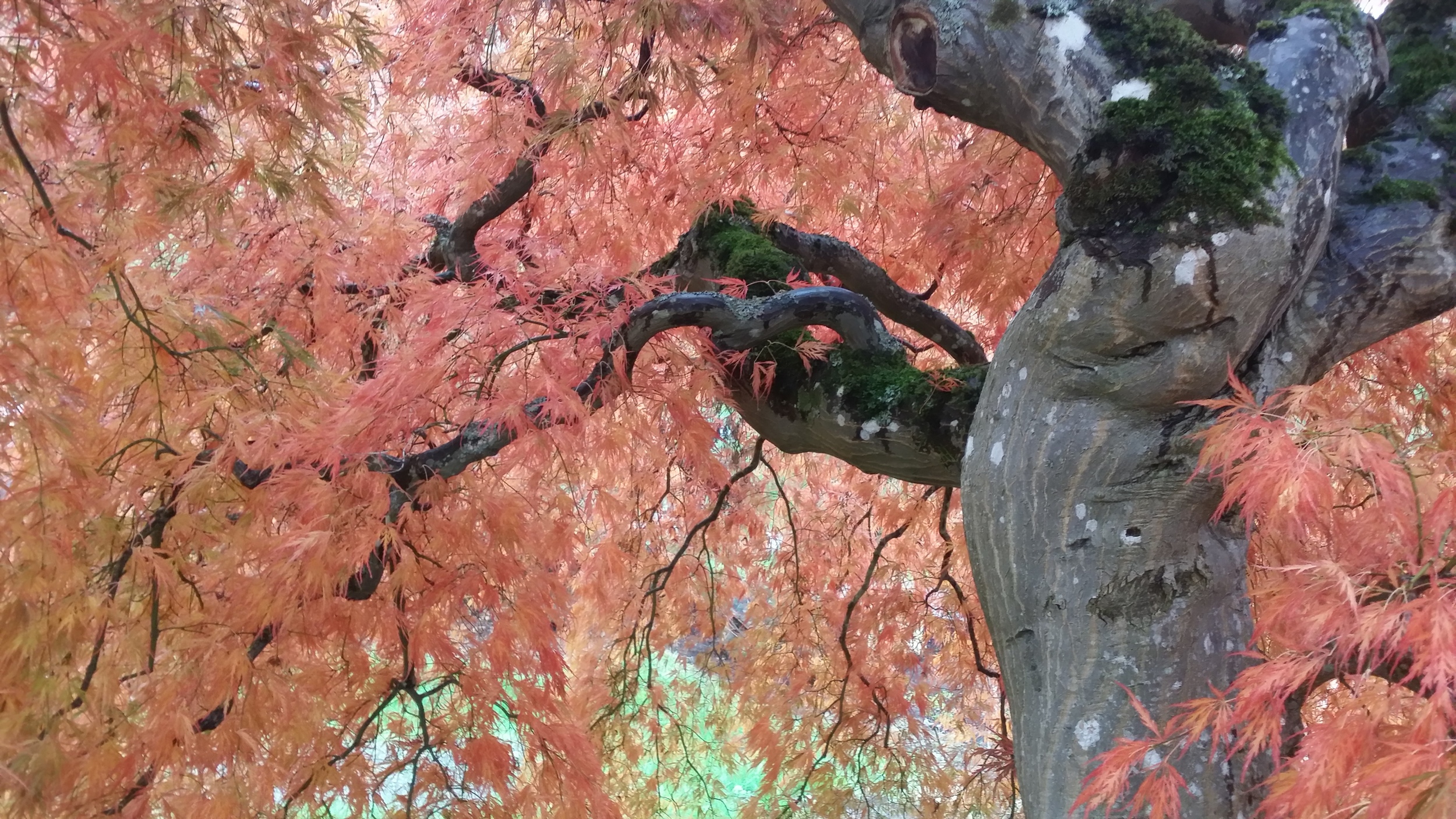 Japanese Maple - trunk