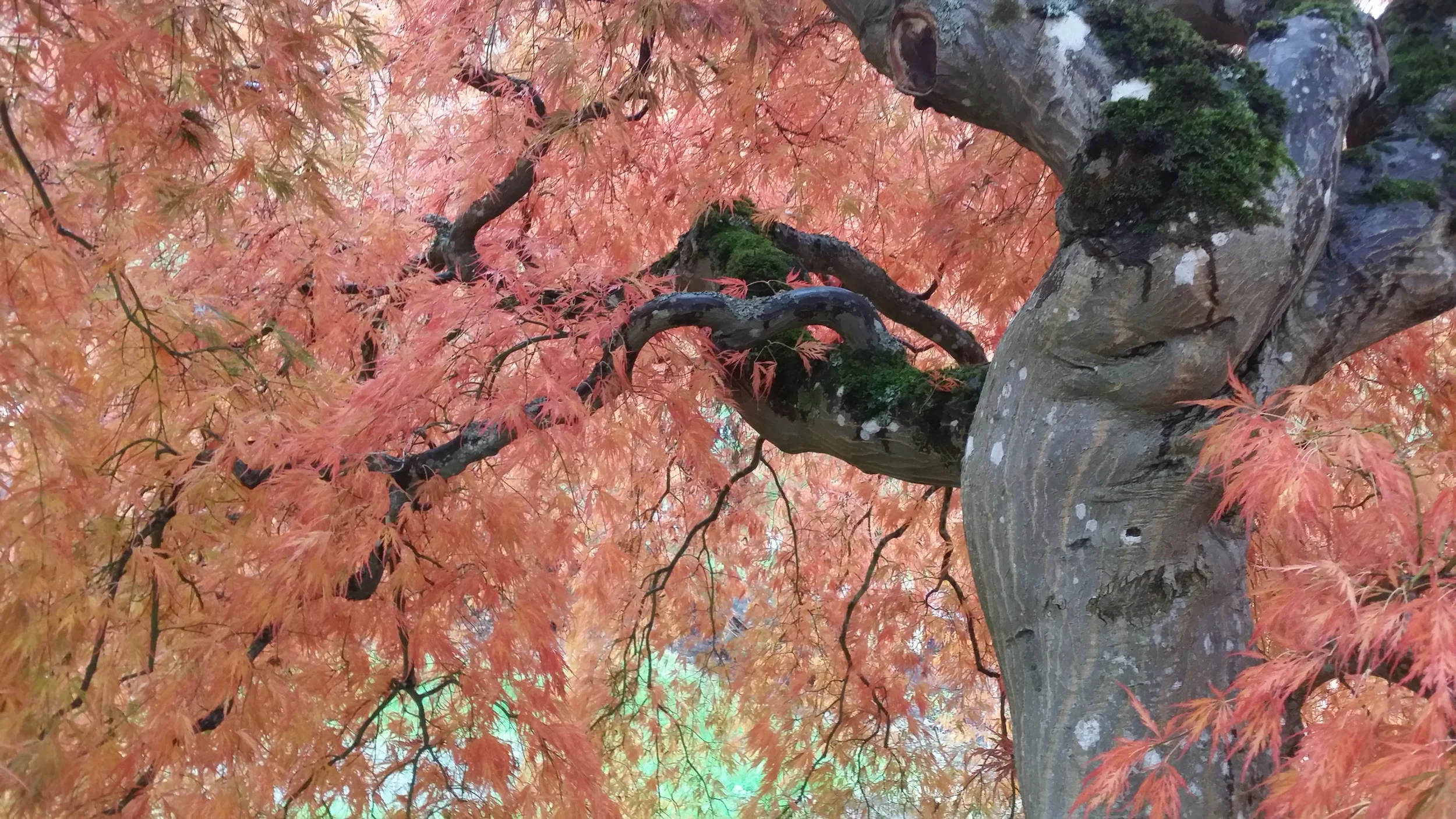 Japanese Maple - trunk