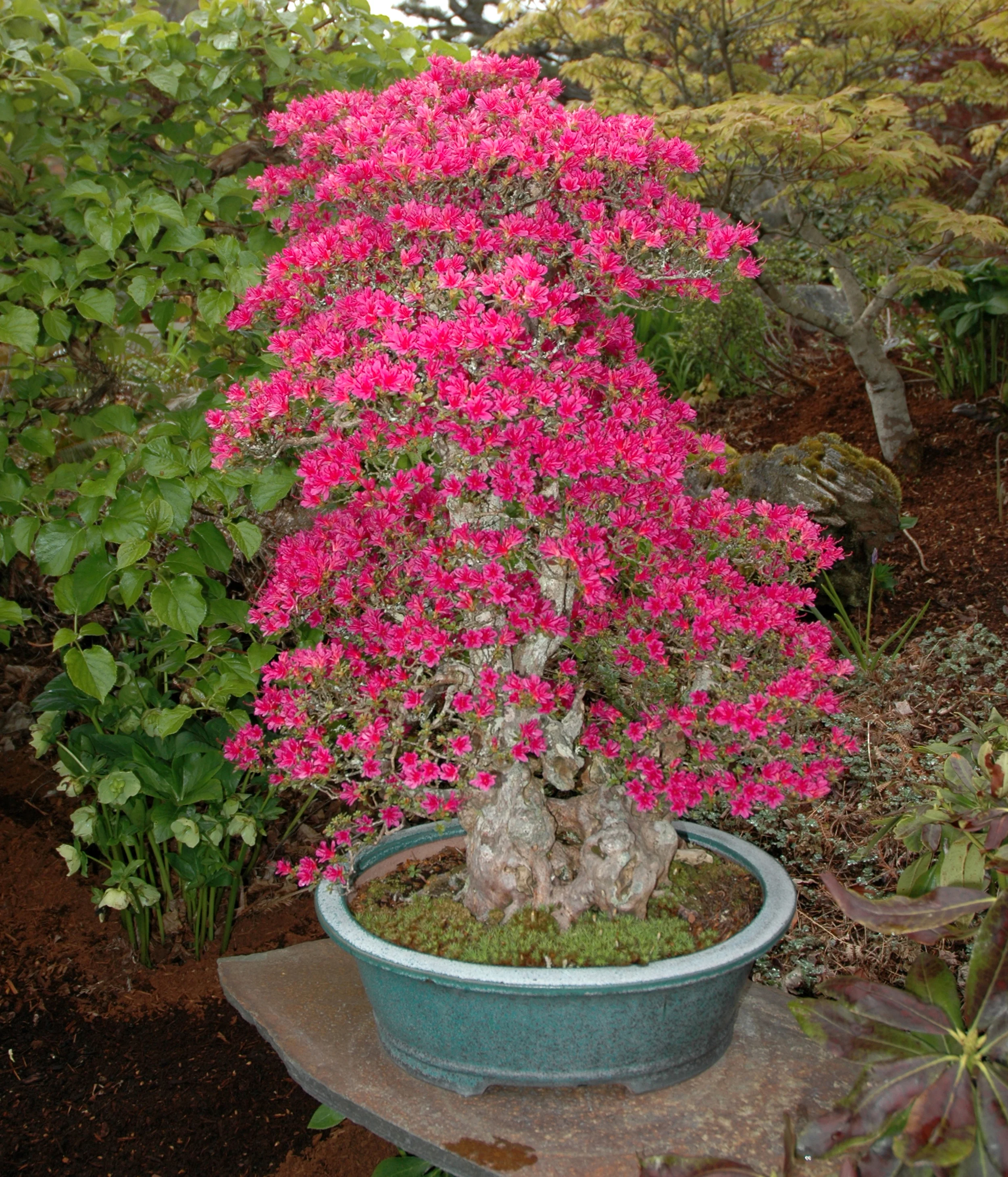 Bonsai Azalea in full bloom