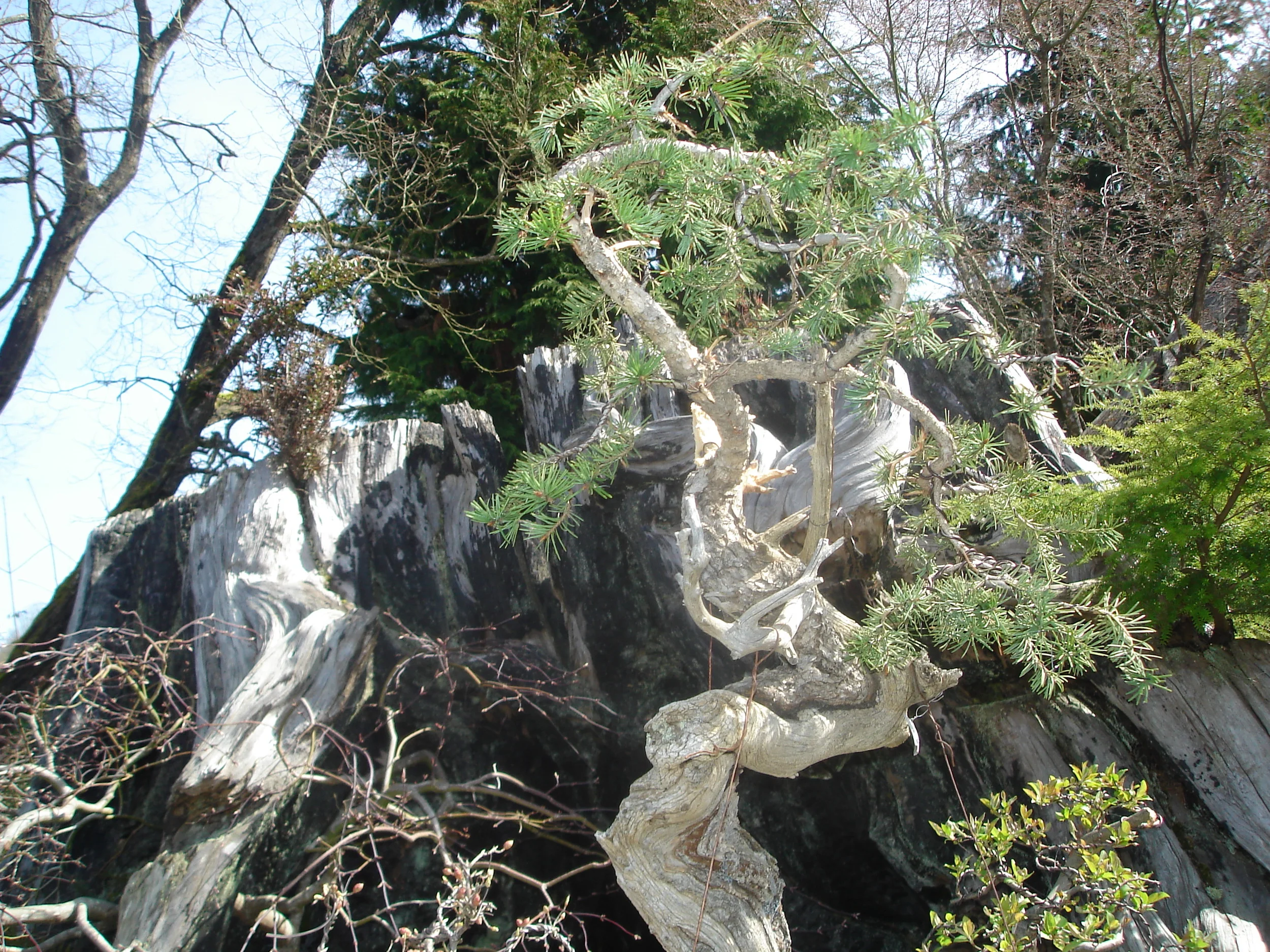 Deeply weathered trunk