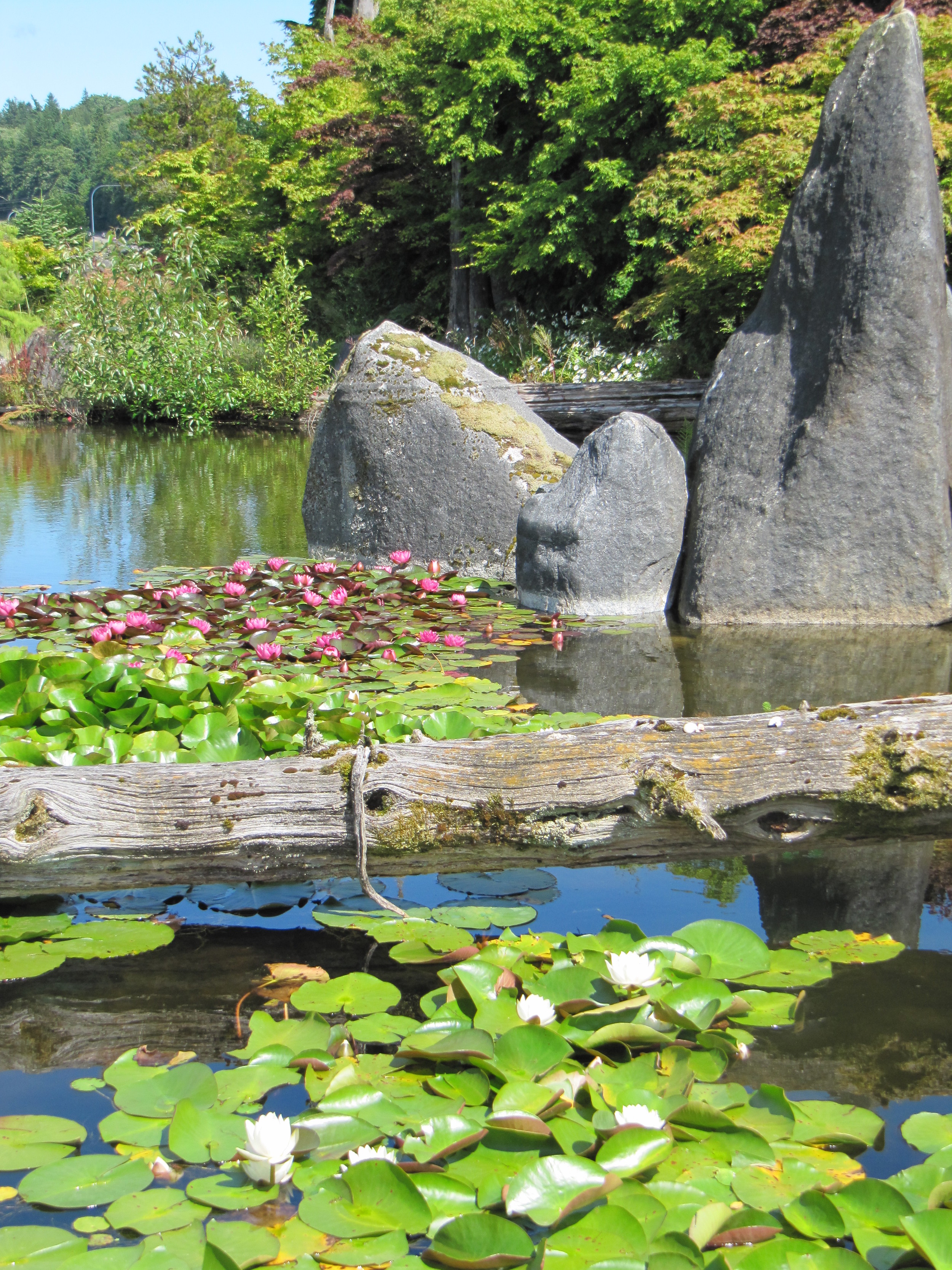 Lily pond - summer