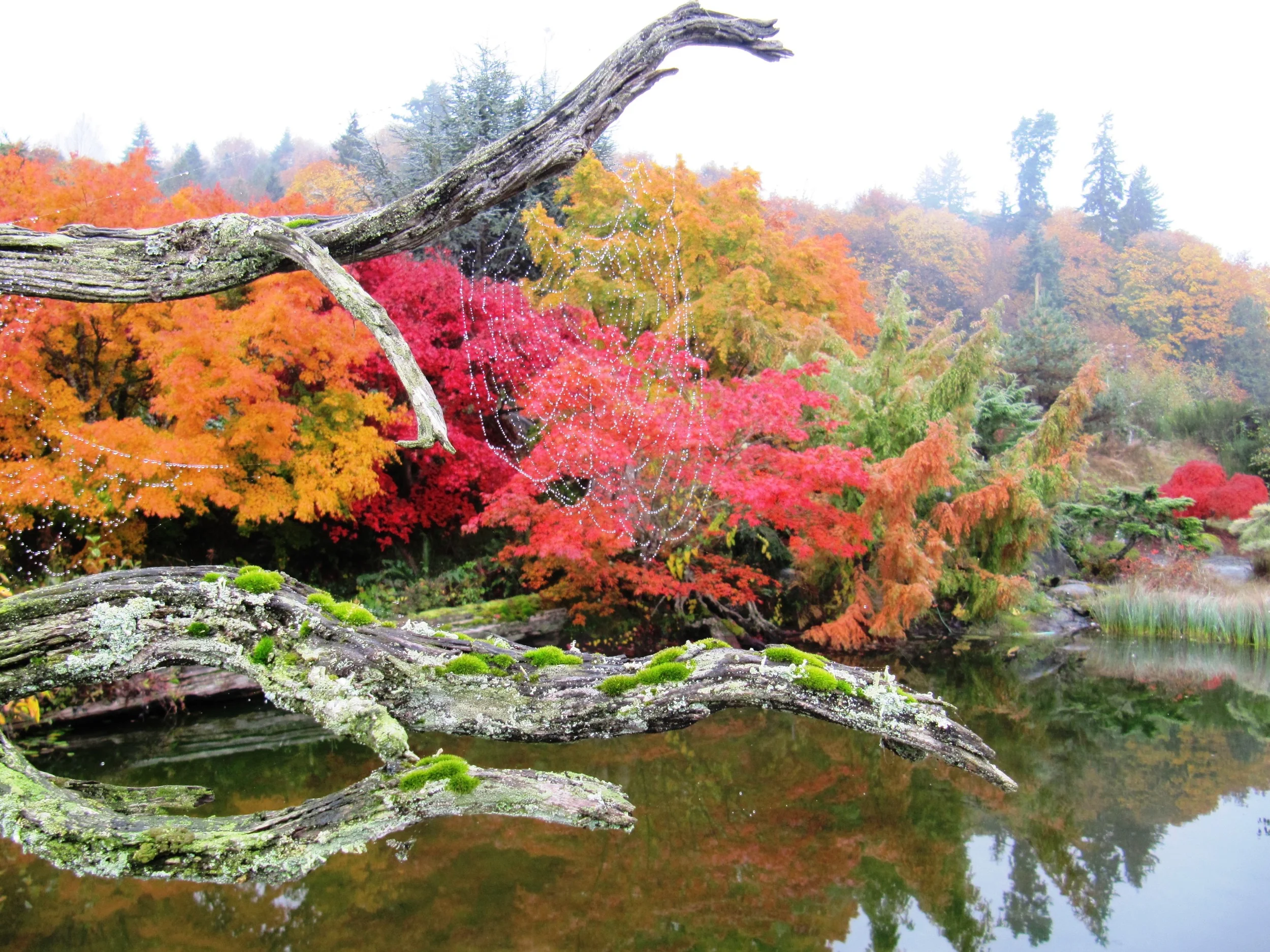 pond-fall-color-spiderweb.jpg