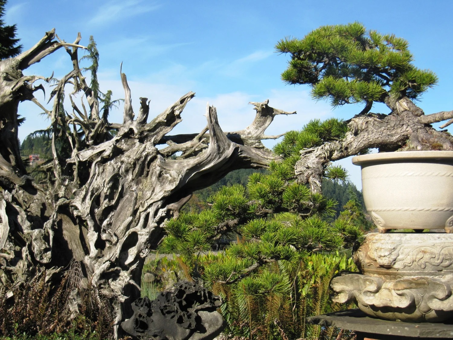 Shangaane Tree Elandan Gardens