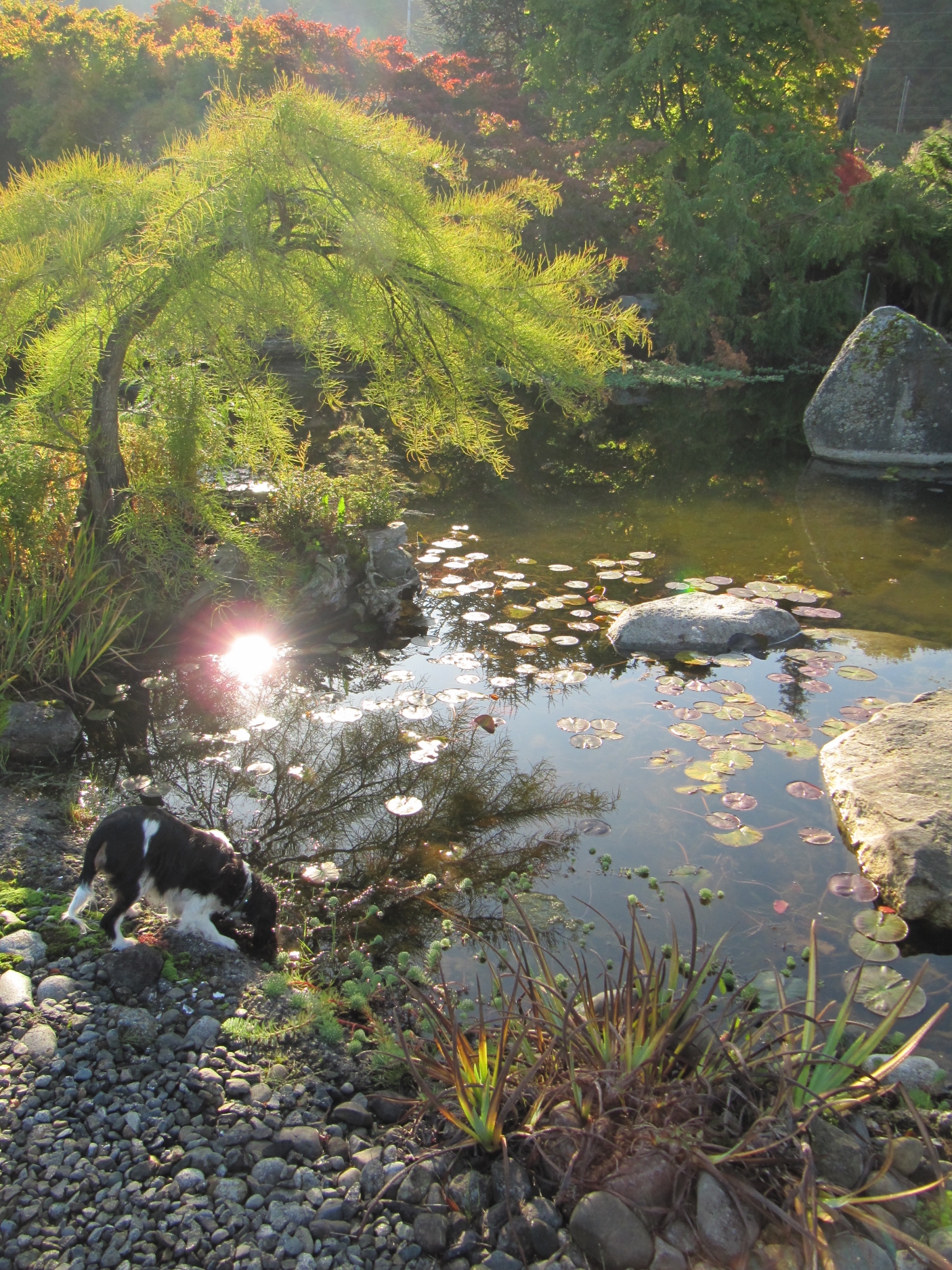 sunlight_on_pond_puppy.jpg