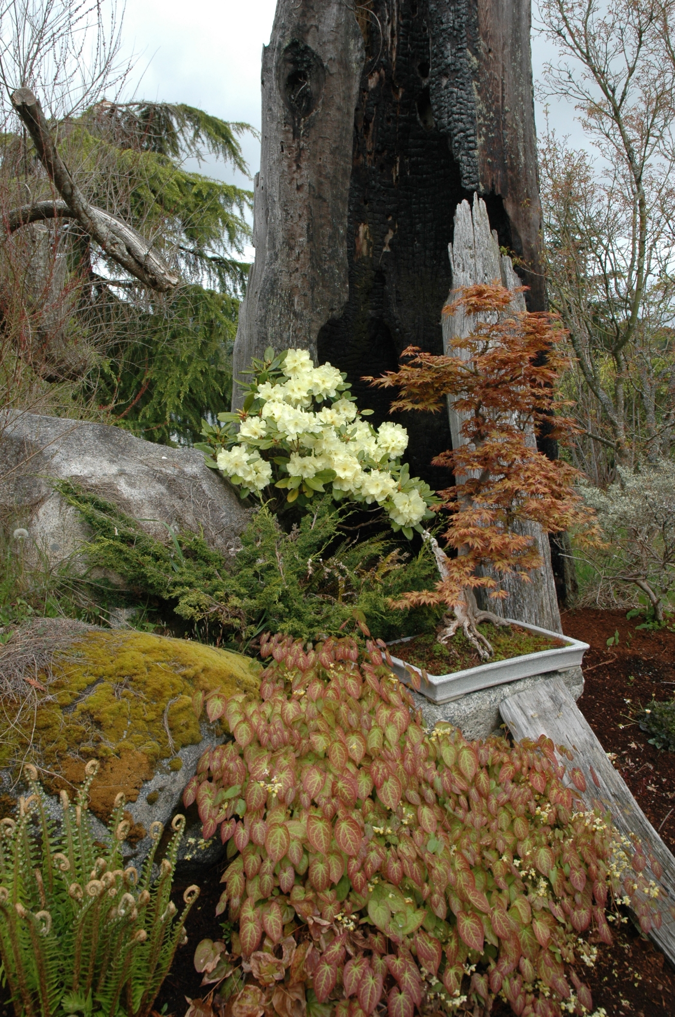 burnt_snag_fiddleheads_rhodie.jpg