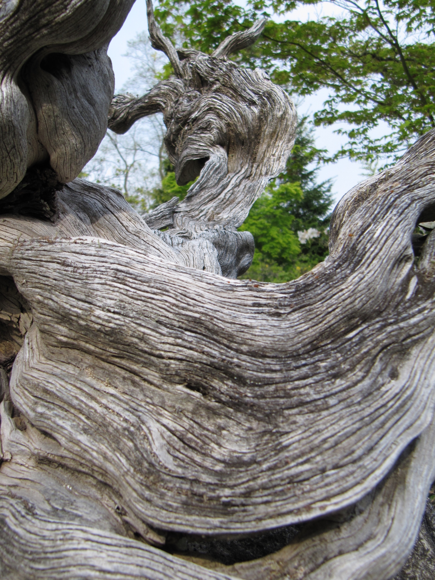 dry_trunk_detail.jpg