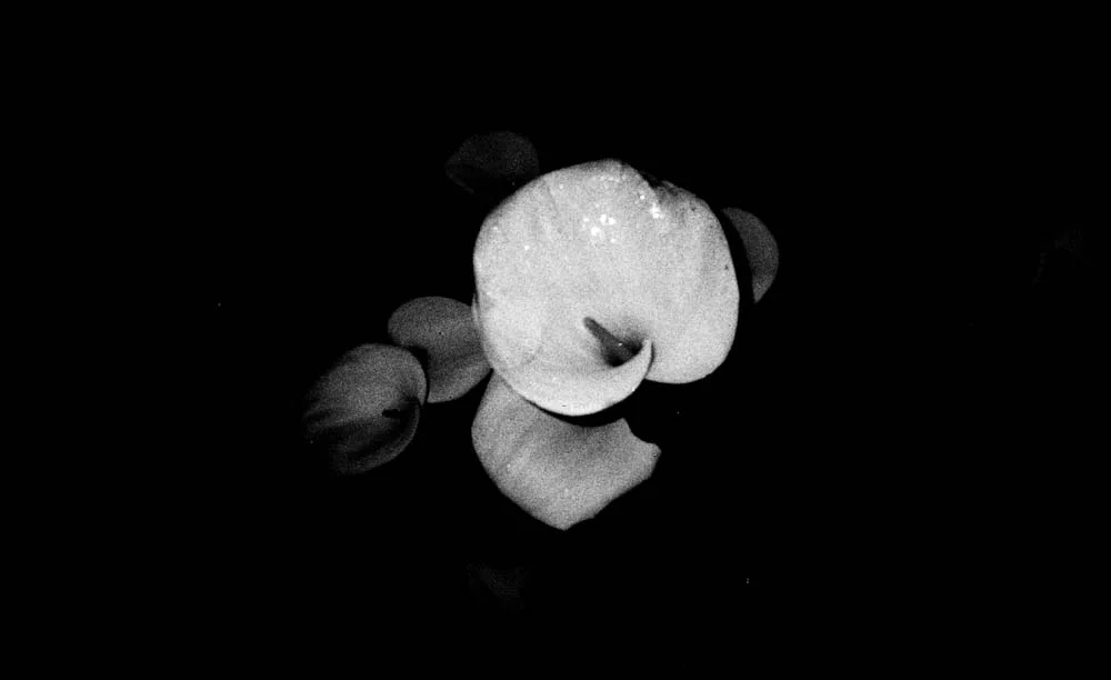 silver gelatin print