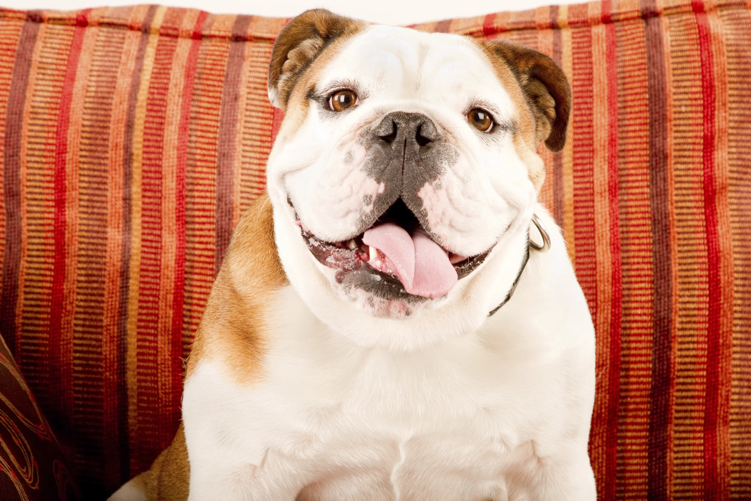 iStock_000013501624_Full.jpg