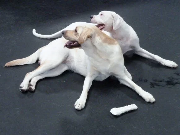 Percy_lab.jpg