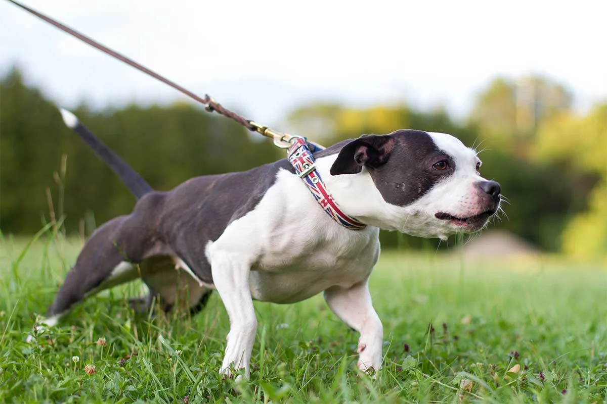 dogpullingleashfeatured.jpg