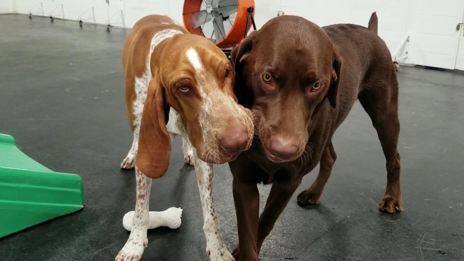 Bucky and Moose, considering each other’s viewpoint.