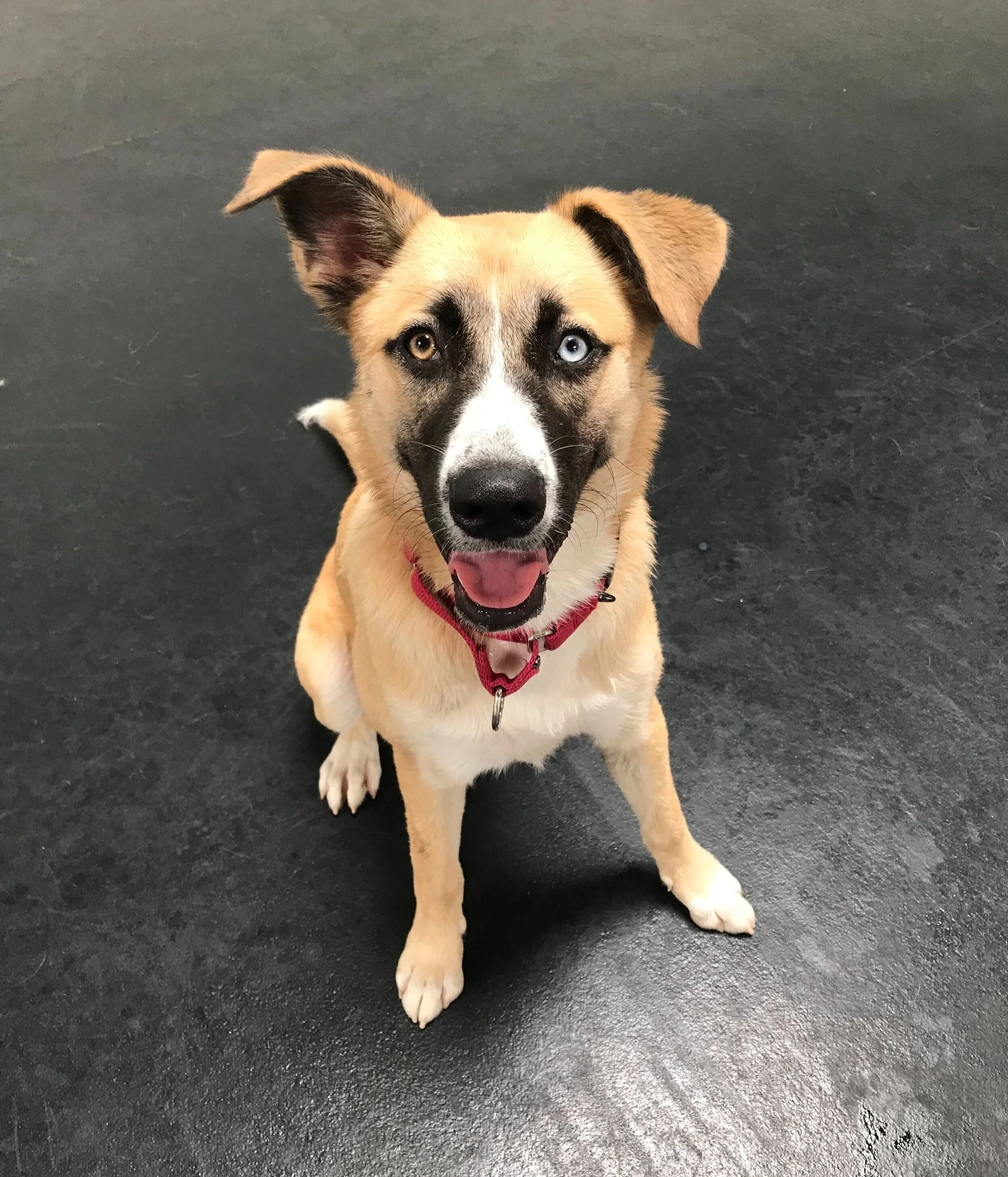 We understand dogs, and recognize how important socialization is for their well being. Feel safe knowing we have your dogs best interest in mind at our dog daycare facility.