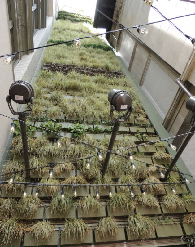 The wall is made with native California plants that need little water.