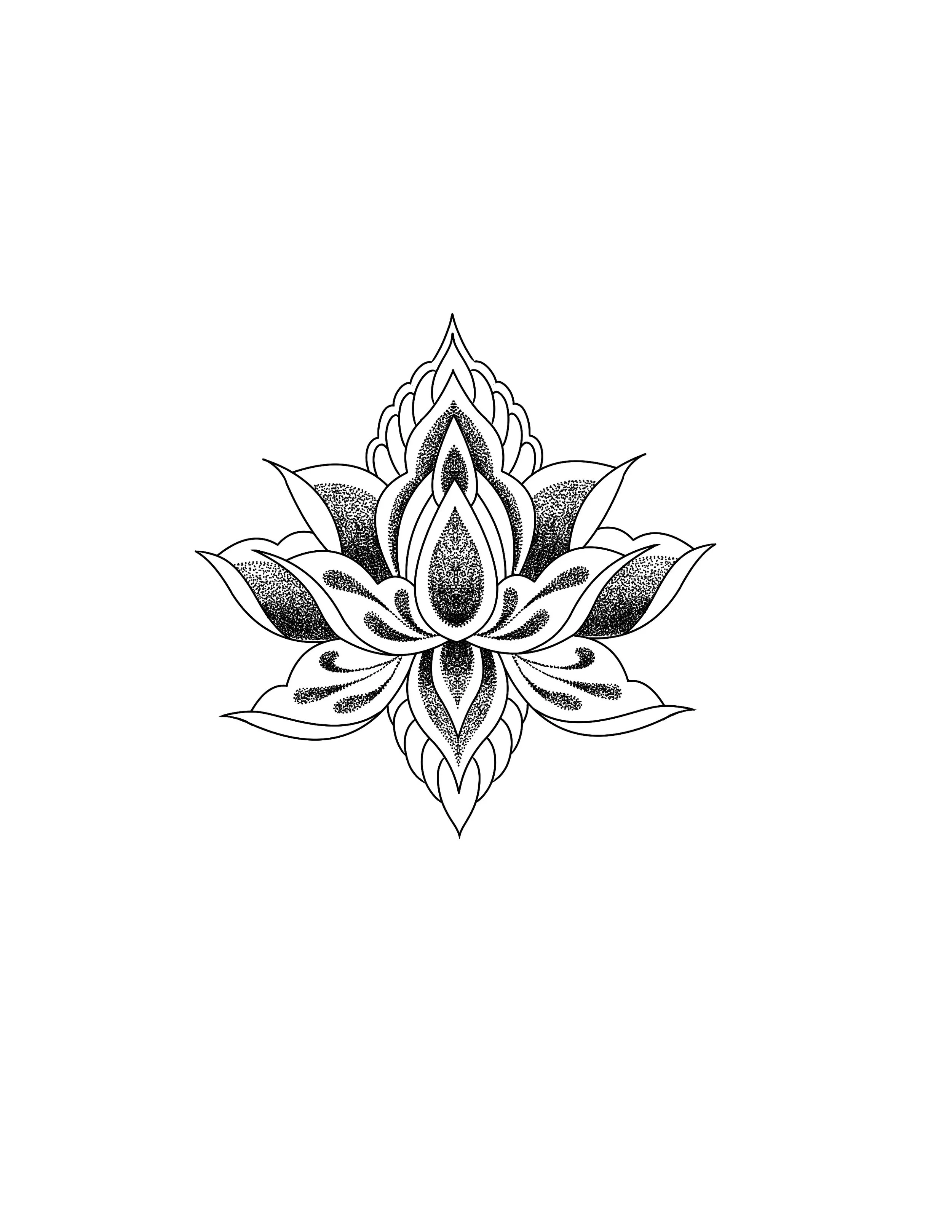 lotus 1.jpeg