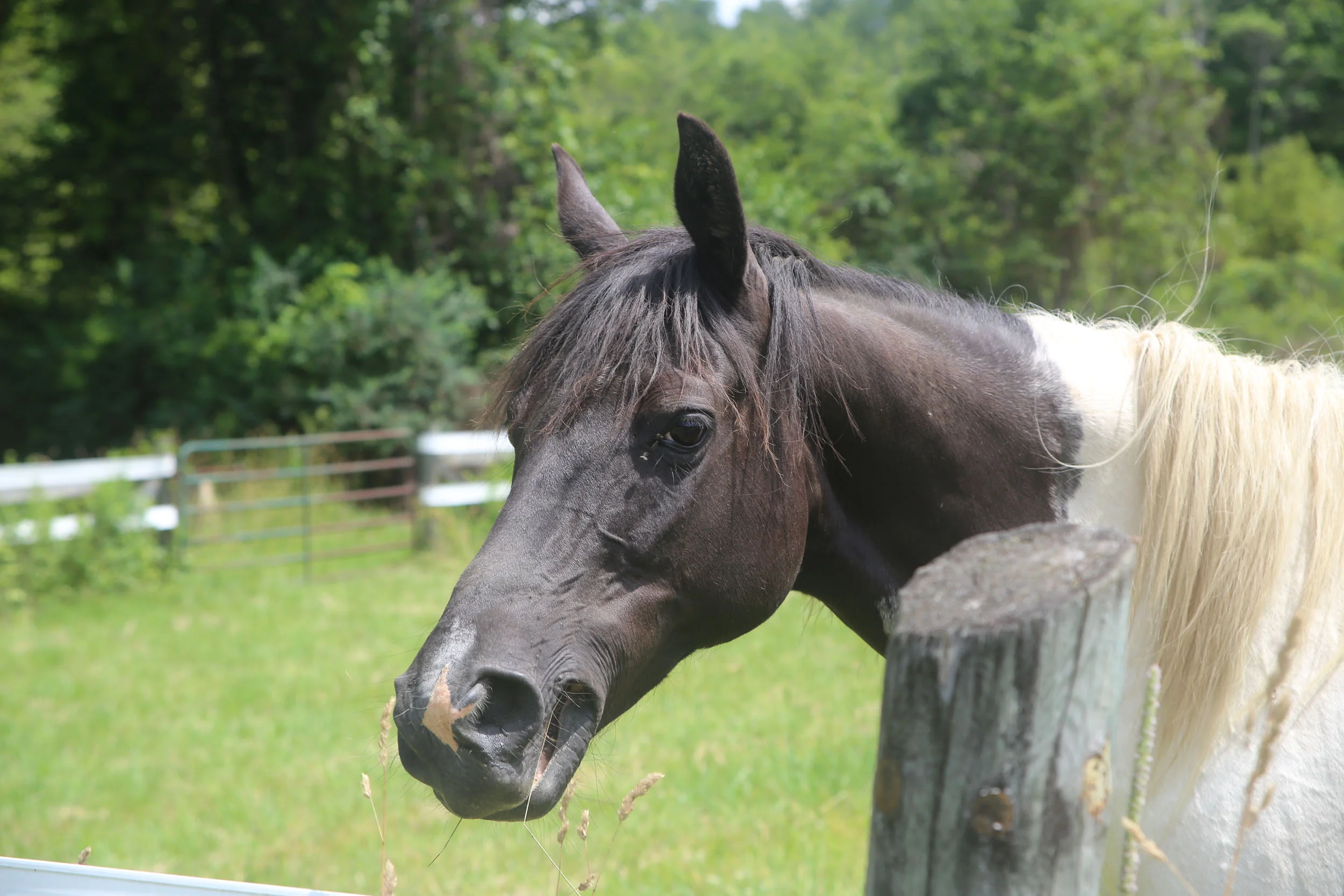 2018 Horse Camp Date Change