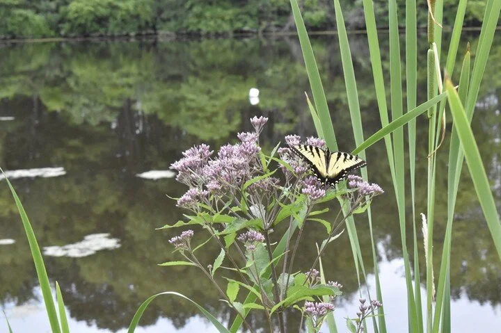 Pig Roast for August 15 Cancelled