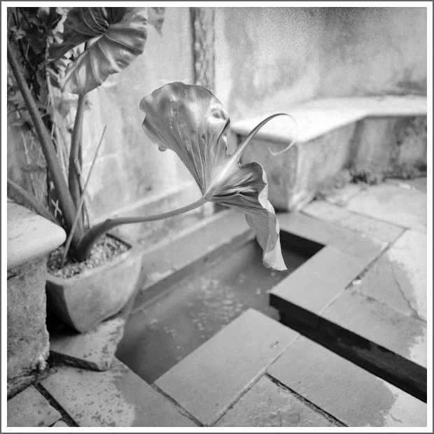A potted plant with large, textured leaves next to a narrow water feature in an outdoor setting.