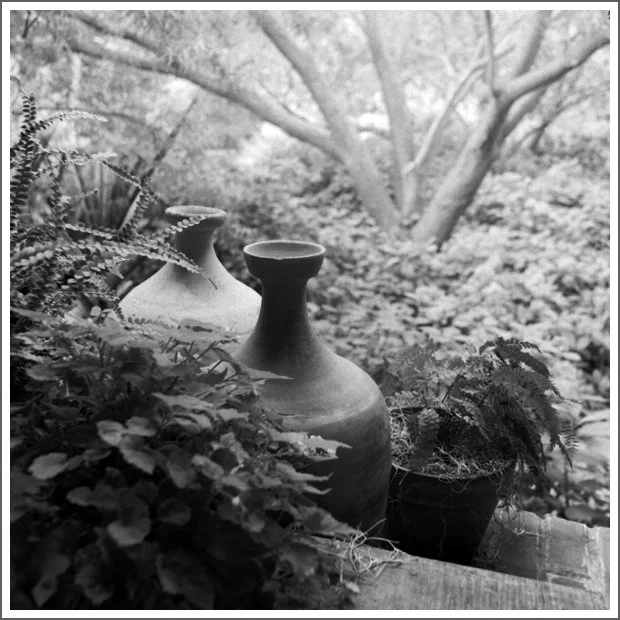 Black and white photo of three decorative vases surrounded by lush foliage on a ledge, with trees and dense greenery in the background.