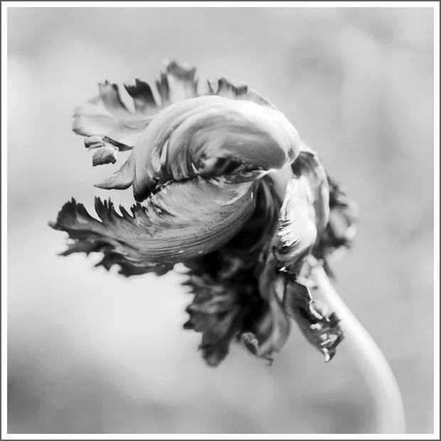 Close-up of a wilted tulip flower in black and white, with curling and damaged petals.
