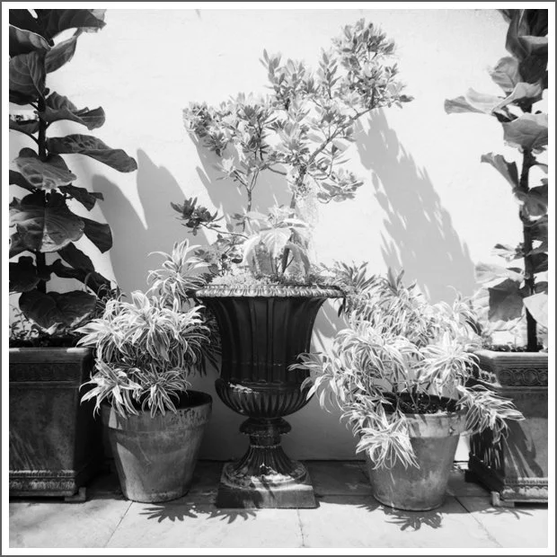 Various potted plants, including a large urn-shaped planter with a taller plant, against a plain wall on a patio or balcony.