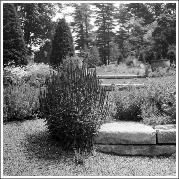 A garden with various plants, a large stone, and tall trees in the background, black and white photo.