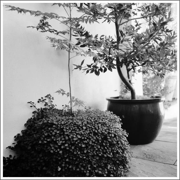 Black and white photo of two potted plants on a wooden surface against a plain wall, with one plant having a taller, thin trunk and spreading branches, and the other being a bushy, low-growing plant.