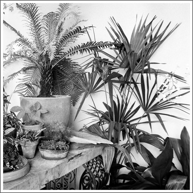 Indoor plants on a stone table with a white wall in the background