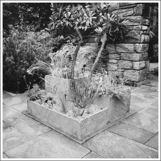 Black and white photo of a concrete planter box filled with various plants, placed on a paved outdoor area next to a stone wall.